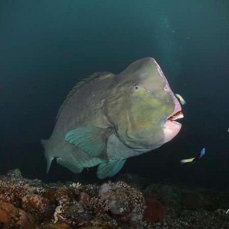 Coriana Dive Resort Waisai エクステリア 写真