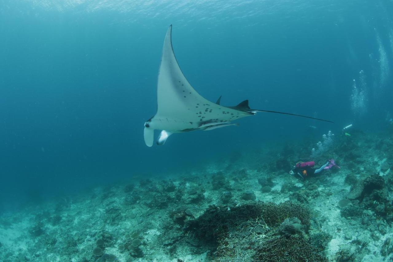Coriana Dive Resort Waisai エクステリア 写真
