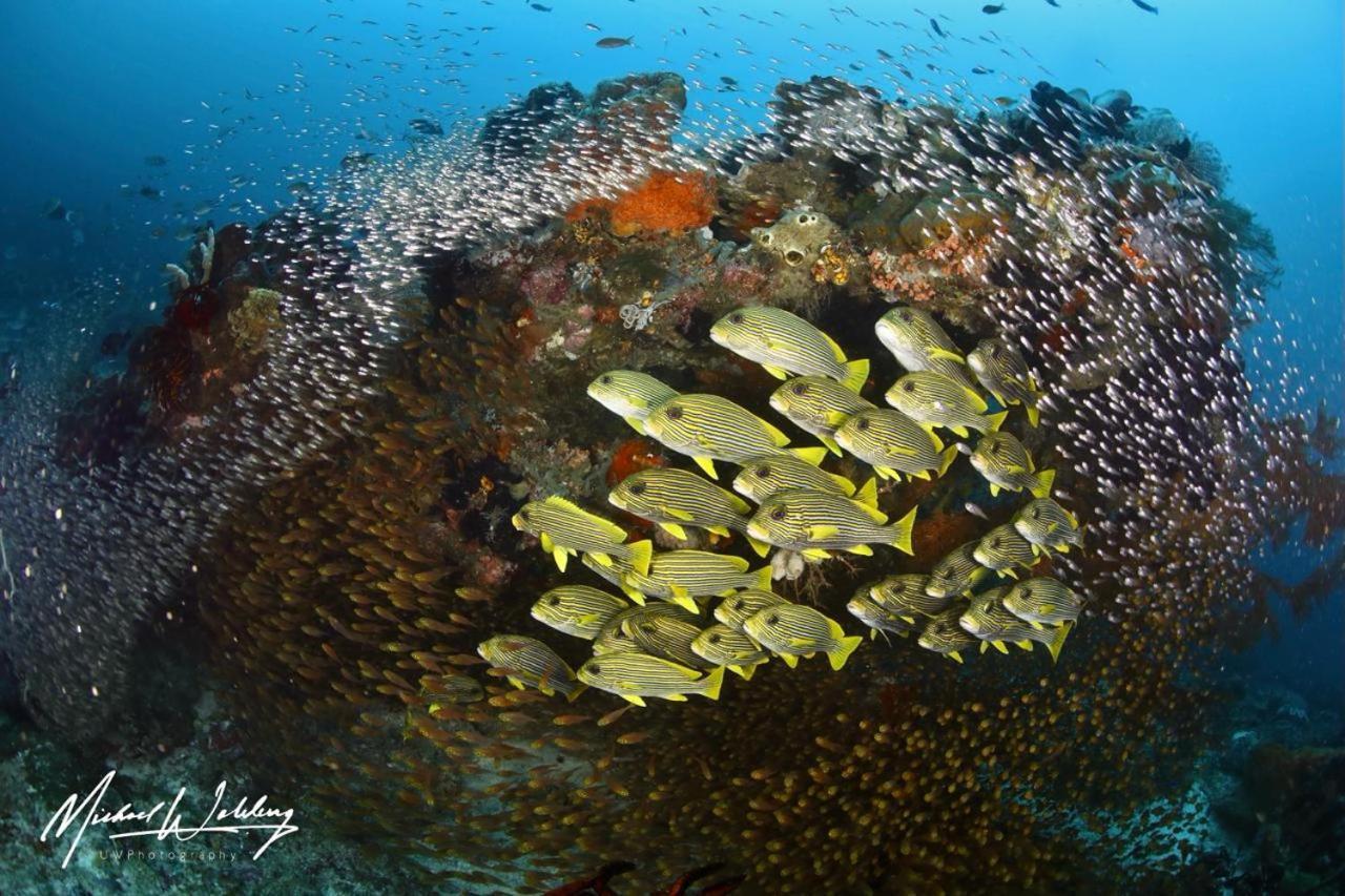 Coriana Dive Resort Waisai エクステリア 写真