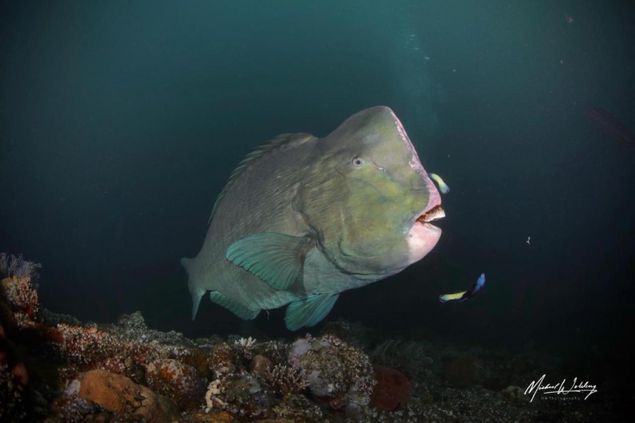 Coriana Dive Resort Waisai エクステリア 写真