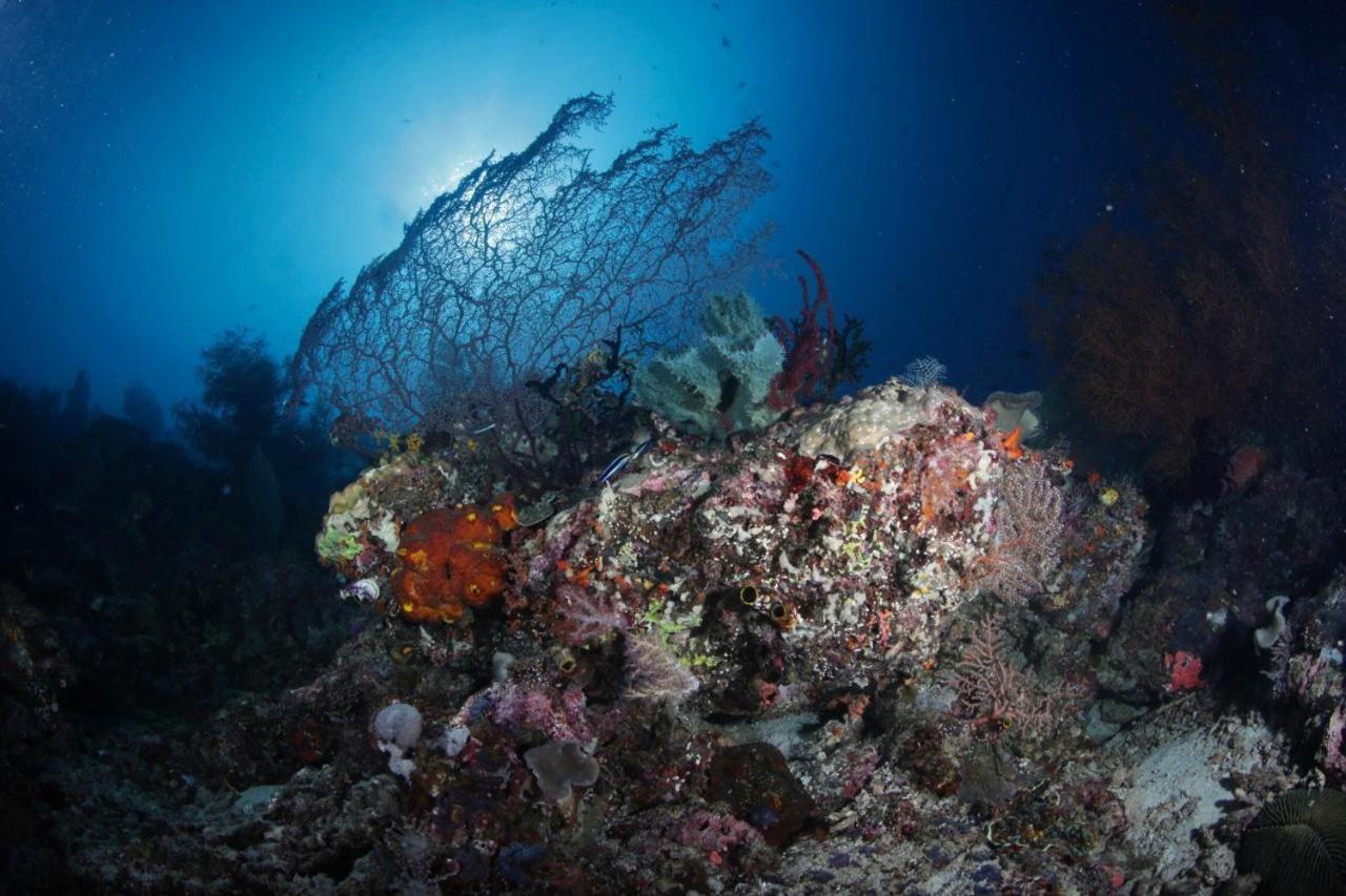 Coriana Dive Resort Waisai エクステリア 写真